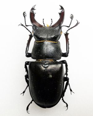 Rogač (Lucanus cervus), samec